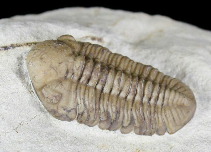 Gorgeous Kainops Trilobite - Oklahoma #20884